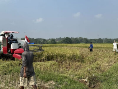 Panen Gadu 2025: Petani Optimis, Harga Gabah Naik