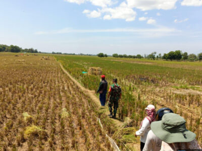 Produksi Padi Gadu 2025 Diproyeksikan Naik