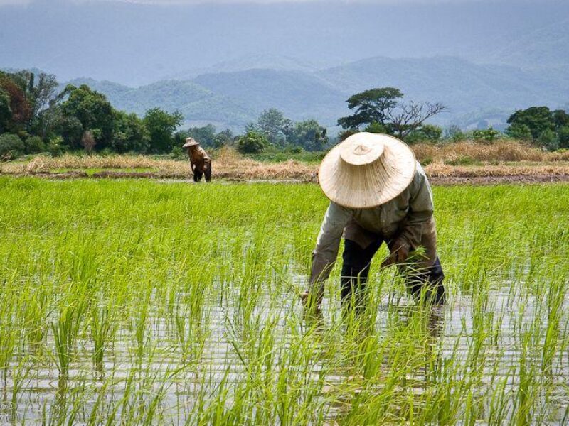 Ilustrasi petani. Foto: ugm.ac.id