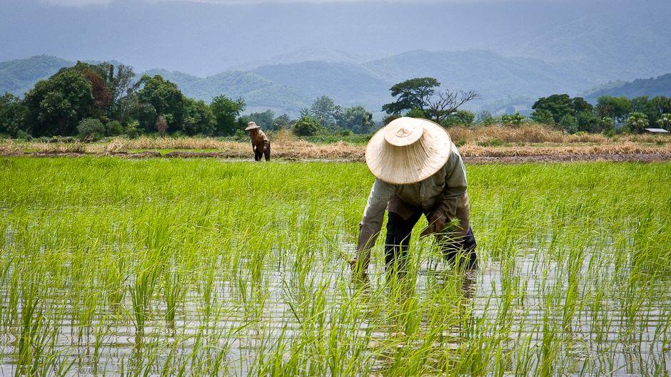 Ilustrasi petani. Foto: ugm.ac.id