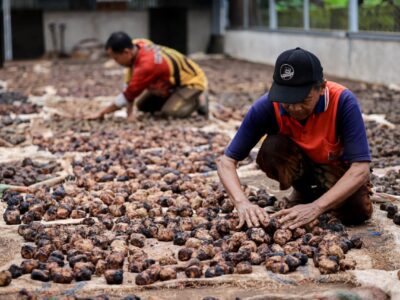 Kementerian UMKM Dorong Pemanfaatan Teknologi untuk Hilirisasi Gambir di Sumbar