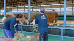 Peternak binaan PLN Nusantara Power UP Tanjung Awar-awar sedang memberikan pakan pada sapi yang dibudidayakan dalam program CSR SATRIA PADU di Kabupaten Tuban, Jawa Timur.
