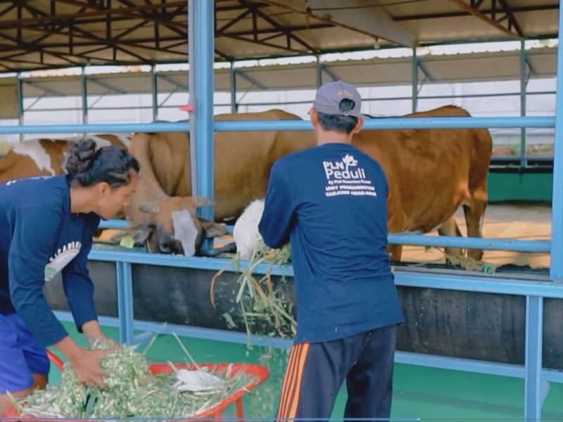 Peternak binaan PLN Nusantara Power UP Tanjung Awar-awar sedang memberikan pakan pada sapi yang dibudidayakan dalam program CSR SATRIA PADU di Kabupaten Tuban, Jawa Timur.
