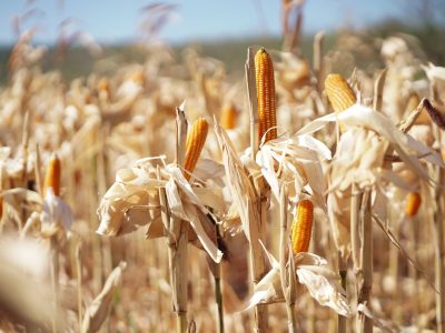 Harga Jagung Naik, Pemerintah Gelontorkan 52.400 Ton untuk Peternak Layer