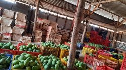Koperasi Duta Horti Gresik – Andalkan Buah Premium, Tembus Pasar Ekspor