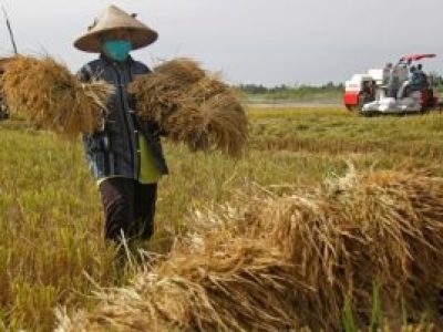 Transformasi Pangan Melalui Penguatan Industri Lokal dan Teknologi