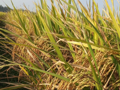 Produksi Padi Nasional 2025 Diperkirakan Tembus 60,34 Juta Ton