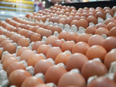 Bapanas: Stok Telur Surplus, Harga Terkendali