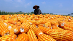 Indonesia Capai Swasembada Beras dan Jagung, Targetkan Swasembada Lebih Luas