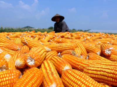 Indonesia Capai Swasembada Beras dan Jagung, Targetkan Swasembada Lebih Luas