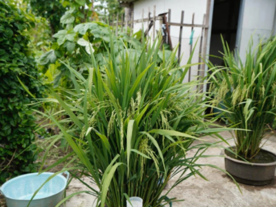 UGM Temukan Cara Bertani Padi Hemat Air di Lahan Kering