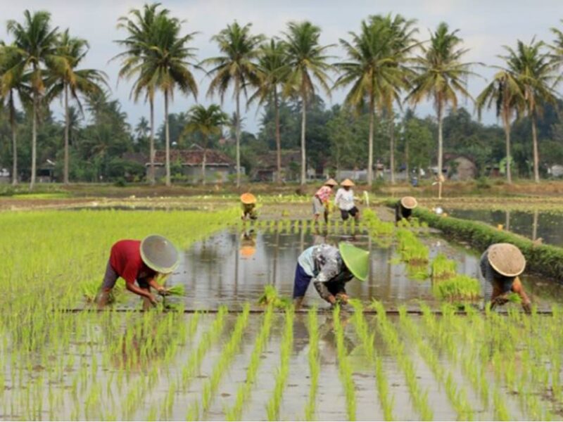 Kebijakan Perlindungan Sosial Pangan Perberat Tekanan Fiskal