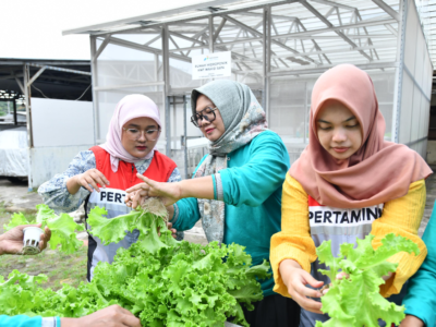 CSR Pertamina Energy Terminal Dorong Kebun Hidroponik Berenergi Surya di Cilegon