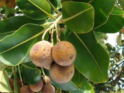 Pemanfaatan Tanaman Nyamplung Jadi Biofuel