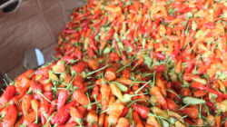 Jaga Harga, Kementan Guyur 1,7 Ton Cabai Rawit Merah ke PIKJ