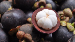 Ekspor Manggis Subang Tembus Pasar China, LPDB Dorong Pembiayaan hingga Rp20 Miliar