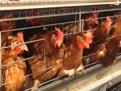 Arab Saudi Stop Impor Unggas RI