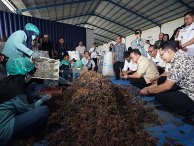 Ekspor Rumput Laut Capai USD 100 Ribu ke Tiongkok