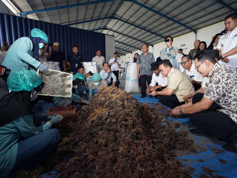 Pelepasan ekspor dilakukan dari Gudang SRG PT Asia Sejahtera Mina (AsiaMina) di Maros, Sulawesi Selatan.