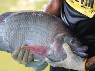 Inovasi Baru! Benih Nila Unggul Siap Dongkrak Produksi Nasional