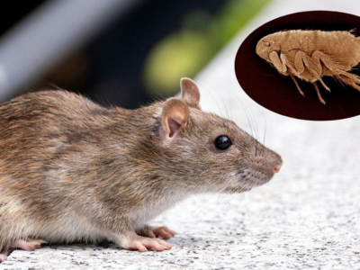 Waspada! Pes Kembali Muncul di Indonesia