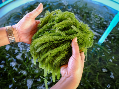 Ratih Ungkap Potensi Makroalga untuk Pangan Sehat dan Bioindustri Global