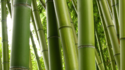 Industri Bambu Indonesia Siap Naik Kelas!
