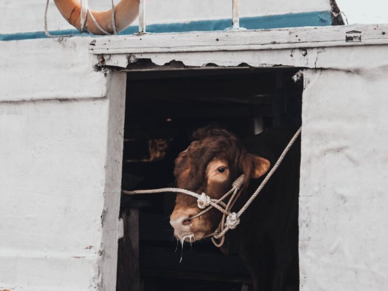 Sapi kurban dari Jawa Tengah ada di dalam kapal.