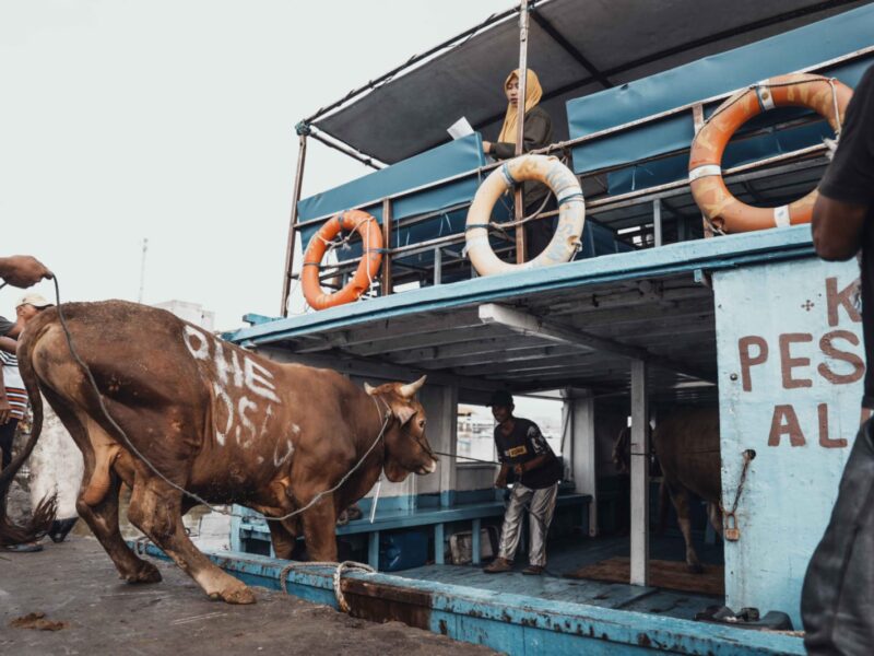 Sapi kurban siap diberangkatkan menuju Kepuluan Seribu.