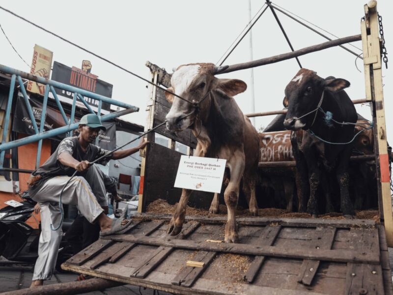 Sapi kurban pilihan keluar dari kapal.