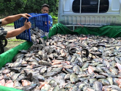 Produk Perikanan Budi Daya RI Kembali Masuk Pasar Uni Eropa