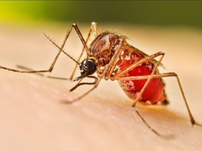 5.468 Kasus Dengue di Jakarta, Wolbachia dan Kampung Bebas Jentik Jadi Andalan
