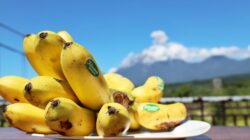 Pisang mas kirana. Foto: lumajangkab.go.id