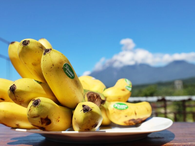 Pisang mas kirana. Foto: lumajangkab.go.id