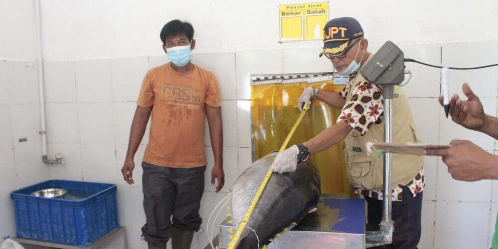 Tuna cakalang.